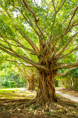Danzhou Stone Flower Caves, Geopark next to Haikou, Hainan, China