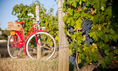 Vigne au soleil avant les vendanges