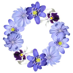 Beautiful floral circle of liverwort, viola and chicory. Isolated