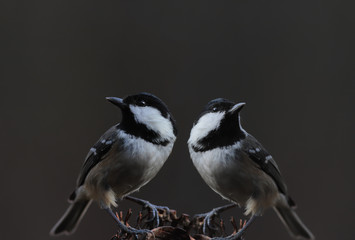 Two Coal Tits sit on one  feeder and pretend not to notice each other... © chermit