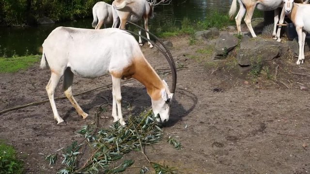 scimitar oryx eating leaves of a tree branch, antelope specie that is extinct in the wild