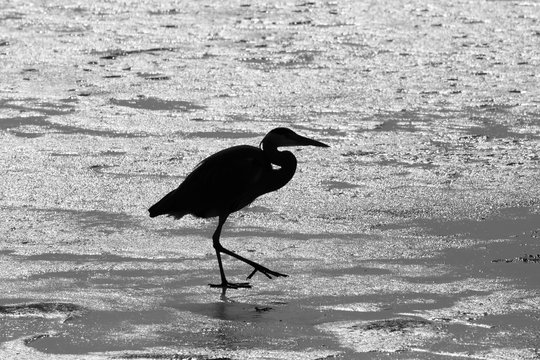Heron on ice