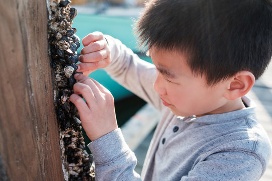 Asian Kid Looking at Mussels on a Vacation