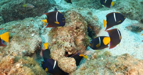 Group of King Angelfish (Holacanthus passer) on the coral reefs of the sea of cortez, Baja California Sur, Mexico.
