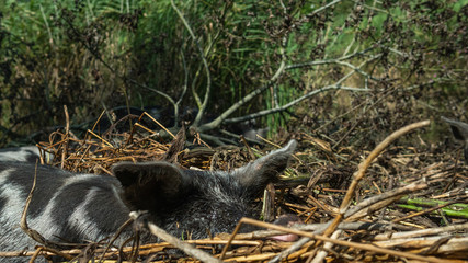 Happy, grey and black colored pig resting in the mud. Summertime in Österlen Sweden