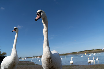 Large White Mute Swans of Hullbridge and Woodham Ferrers Battlebridge Basin on the River Crouch