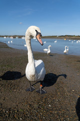 Large White Mute Swans of Hullbridge and Woodham Ferrers Battlebridge Basin on the River Crouch