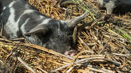 Happy, grey and black colored pig resting in the mud. Summertime in Österlen Sweden