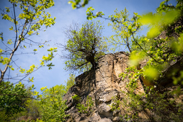 Tree rising from rock