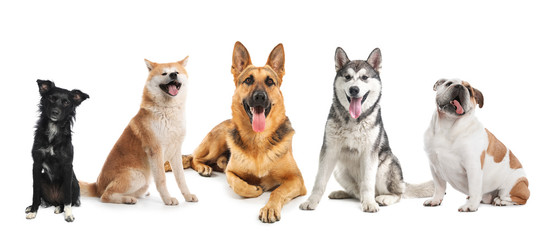 Set of adorable dogs on white background