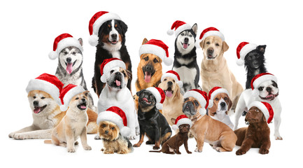 Group of adorable dogs in Santa hats on white background