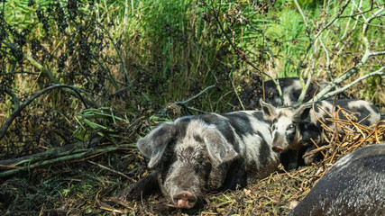 Happy, grey and black colored pig resting in the mud. Summertime in Österlen Sweden