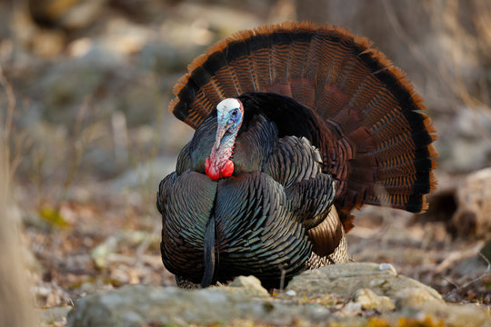 Wild Turkey