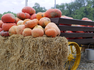 Ripen orange pumpkins of different sizes lie on fresh yellow hay and a brown wooden wagon. Pumpkin harvest. Preparing for Halloween. Natural vitamin. Organic food. Farm. Vegetarian food.