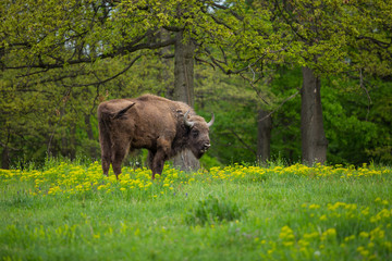 Bison