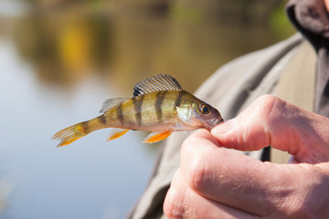 Small fish in hand