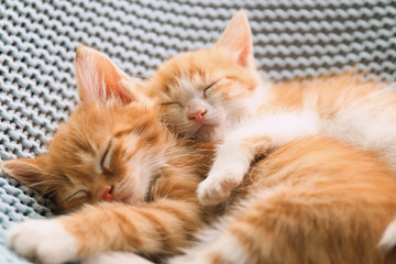 Cute little red kittens sleeping on light blue blanket