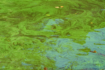 Fototapeta na wymiar Close up sea water surface polluted with green algae