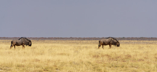 Fototapeta na wymiar africa gnu gras wildebeest wildlife