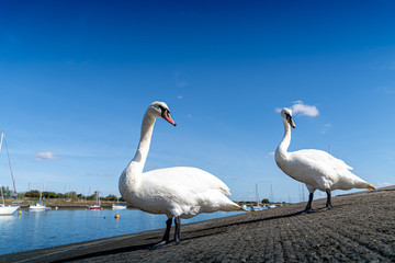 Large White Mute Swans of Hullbridge and Woodham Ferrers Battlebridge Basin on the River Crouch low water level view