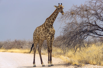 Giraffe eats in the Erindi Private Game Reserve, Namibia