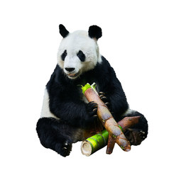 Beautiful shot of a Giant panda (Ailuropoda melanoleuca) or Panda Bear. Sitting bear eating a large...
