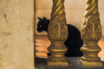 black cat in a buddhist temple in cambodia