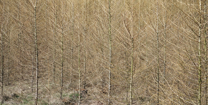 Young larch trees in early spring