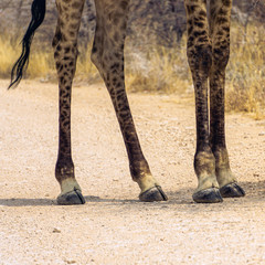 Single giraffe standing with feet in shallow water to keep cool. Feet reflection in water....
