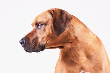 Rhodesian Ridgeback vor wei&szlig;em Hintergrund