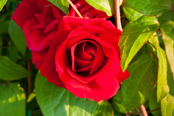 Rote Rose