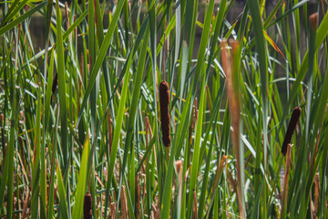 Obraz premium grass on a background