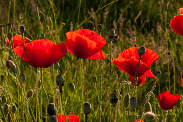 Obraz premium Mohnblüten