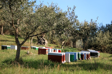 Beehives within Olive Trees