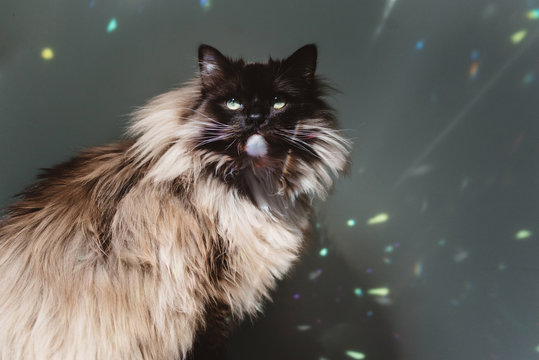 Rainbow Cat