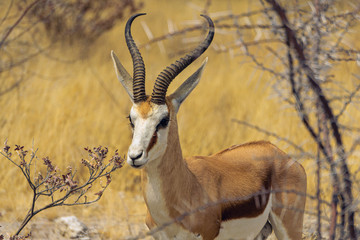 Portrait of Springbok Antidorcas marsupialis, Kgalagadi Transfontier park, South Africa. True wildlife photography