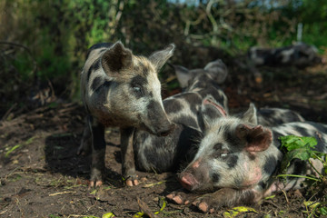 Happy Grey, black and brown Piglets playing around in the mud in Österlen Sweden