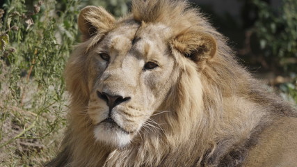 Fototapeta na wymiar Portrait lion basking in the warm sun after dinner