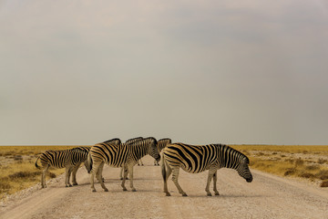 Family of three zebras crossing dirt road in Palmwag concession during afternoon, Namibia, Southern Africa