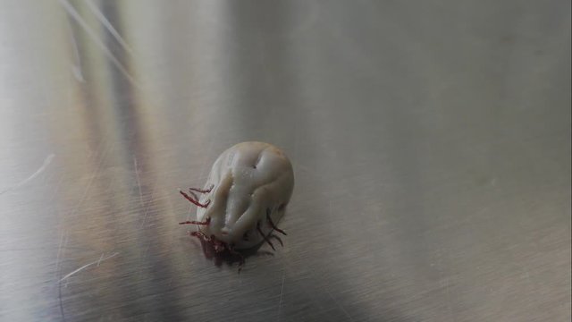 A female tick lying on its back after feeding. He moves his legs vigorously while lying on a stainless steel table.