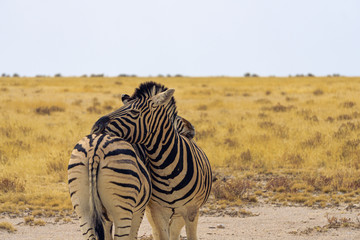 Beautiful zebras cuddling