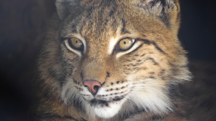 Fototapeta na wymiar Lynx looks with predatory eyes from the shelter