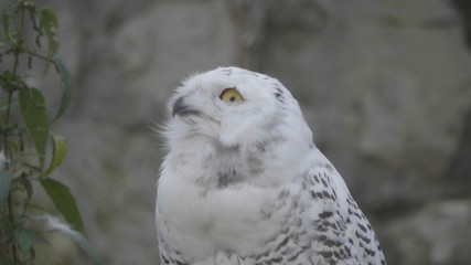Snowy owl (Bubo scandiacus or Nyctea scandiaca) sitting on a stick