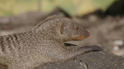 Banded mongoose (mungos mungo) resting in the sun