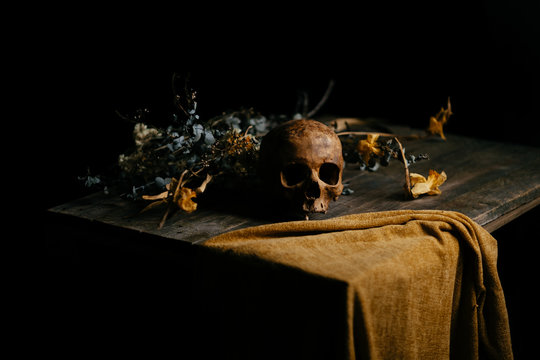 Still life with skull and dried flowers