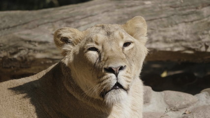 Fototapeta na wymiar Portrait lioness basking in the warm sun after dinner
