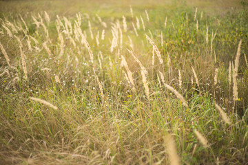 Field grass