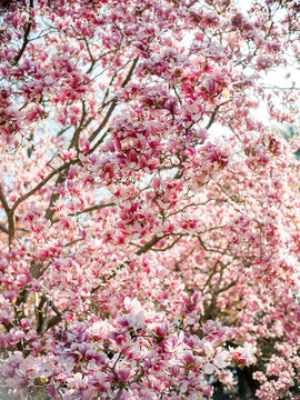 Blooming magnolia tree in Central Park