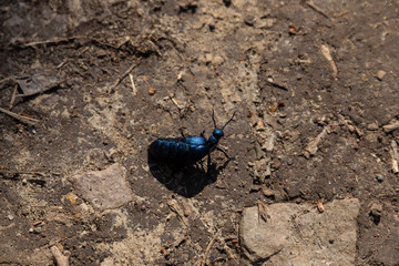 Beetle