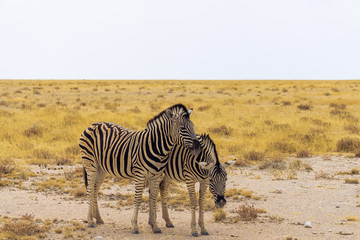Naklejka premium Two hartmann mountain zebras. Seen during safari tour at Namibia, Africa.